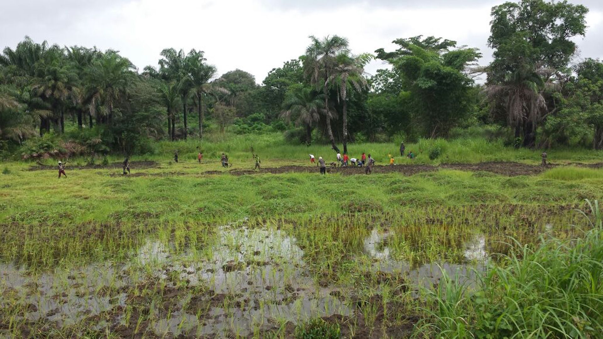 Agriculture