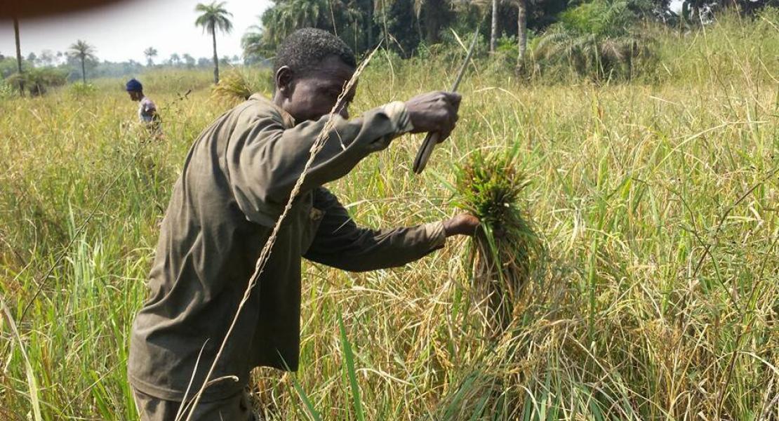 Agriculture