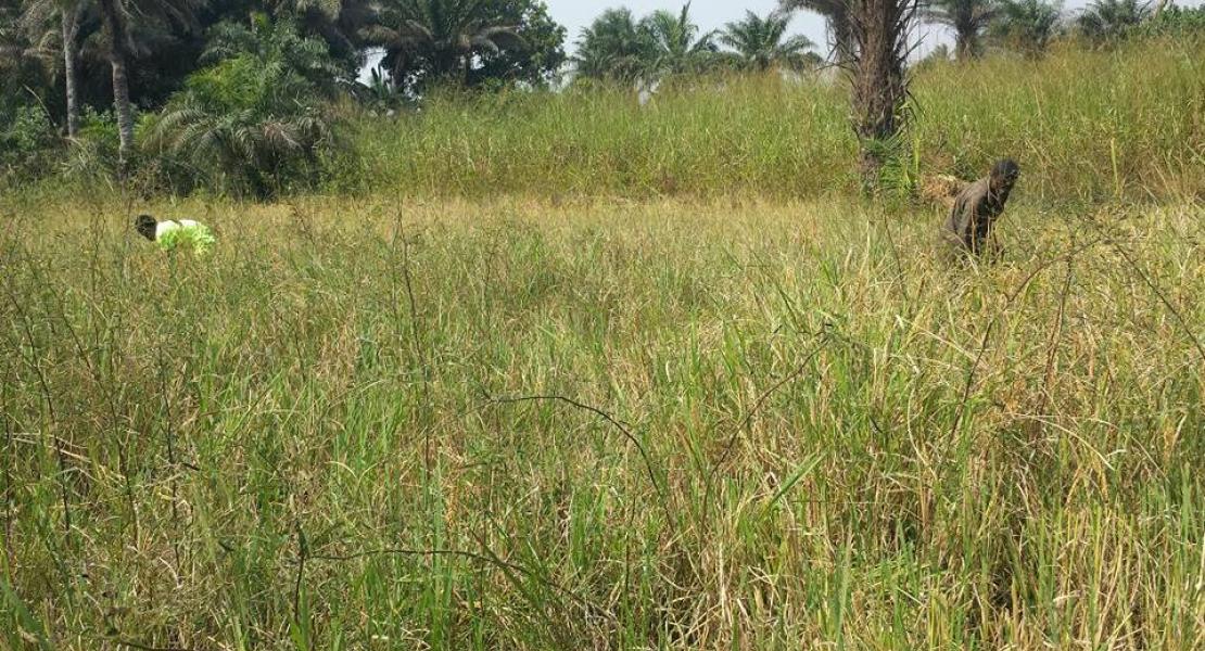 Agriculture